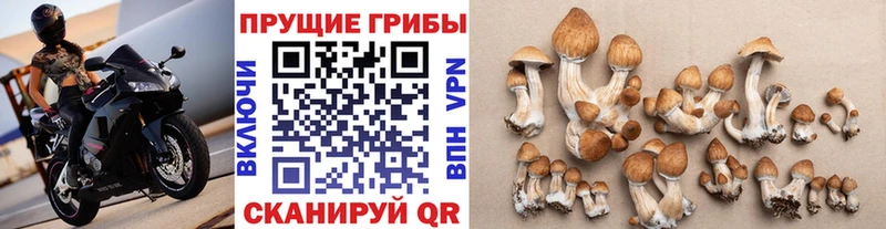 Галлюциногенные грибы Psilocybine cubensis  Кирово-Чепецк 
